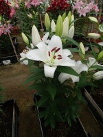 [5528 PO28 Flozen Planet No01.JPG]